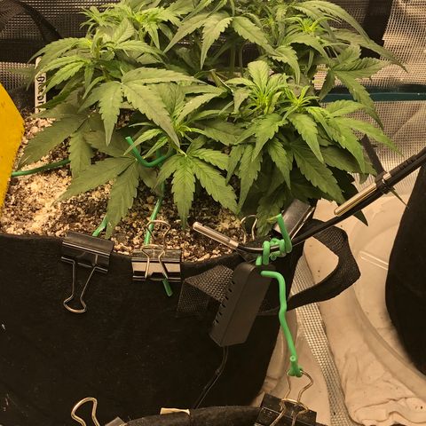 Blue Dream Auto growlog photo: 10:35 this thing is a fucking monster  I love it