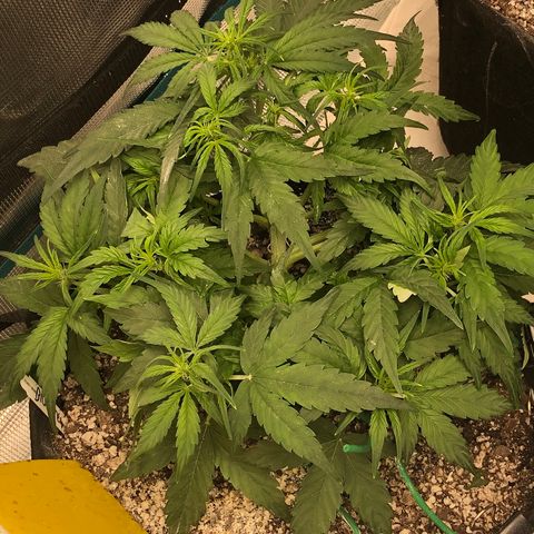 Blue Dream Auto growlog photo: 10:35 this thing is a fucking monster  I love it