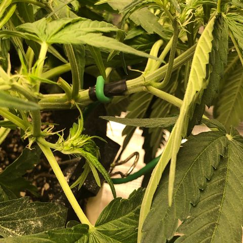 Blue Dream Auto growlog photo: Fucking shit lost balance snapped main too bad taped within. 1 min