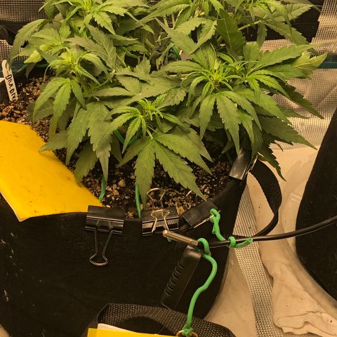 Blue Dream Auto growlog photo: 10:50 I’m so damn sorry baby I broke the main top last night. Immediate repairs but she is feeling that pain quite clearly today hopefully she can recover from this. Other growth all healthy  strong girl I’m sorry 