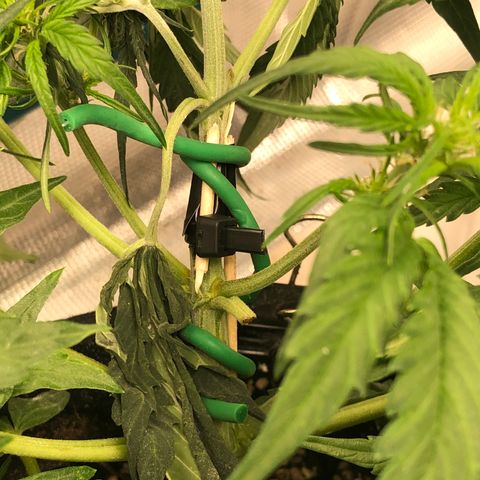 Blue Dream Auto growlog photo: 10:50 I’m so damn sorry baby I broke the main top last night. Immediate repairs but she is feeling that pain quite clearly today hopefully she can recover from this. Other growth all healthy  strong girl I’m sorry 