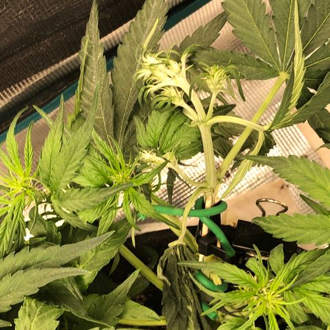Blue Dream Auto growlog photo: 10:50 I’m so damn sorry baby I broke the main top last night. Immediate repairs but she is feeling that pain quite clearly today hopefully she can recover from this. Other growth all healthy  strong girl I’m sorry 