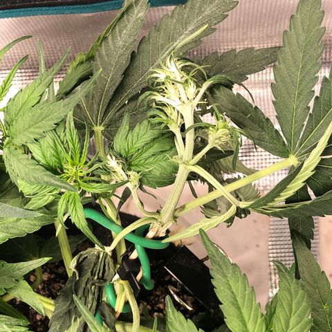 Blue Dream Auto growlog photo: 10:50 I’m so damn sorry baby I broke the main top last night. Immediate repairs but she is feeling that pain quite clearly today hopefully she can recover from this. Other growth all healthy  strong girl I’m sorry 