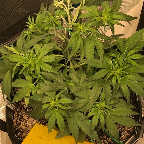 Blue Dream Auto growlog photo: 10:50 I’m so damn sorry baby I broke the main top last night. Immediate repairs but she is feeling that pain quite clearly today hopefully she can recover from this. Other growth all healthy  strong girl I’m sorry 