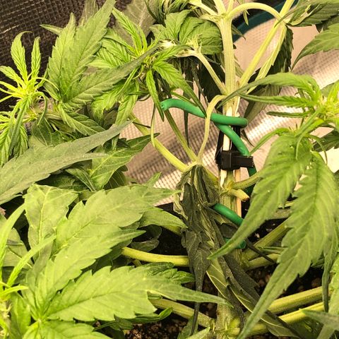 Blue Dream Auto growlog photo: 10:50 I’m so damn sorry baby I broke the main top last night. Immediate repairs but she is feeling that pain quite clearly today hopefully she can recover from this. Other growth all healthy  strong girl I’m sorry 
