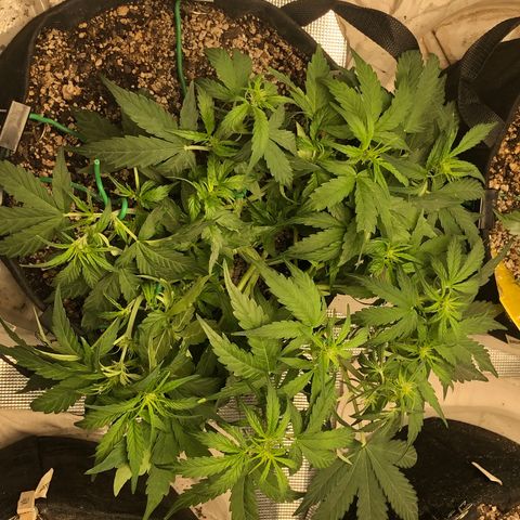 Blue Dream Auto growlog photo: 10:49 looks good considering broke 2 fucking tops  past week