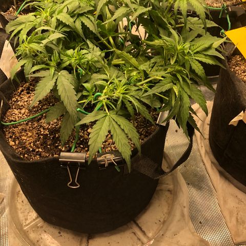 Blue Dream Auto growlog photo: 10:49 looks good considering broke 2 fucking tops  past week