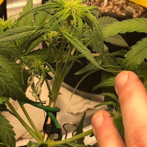 Blue Dream Auto growlog photo: 10:33 am looks good I think the main stem is starting to recover has a bit of bounce back on the leaves