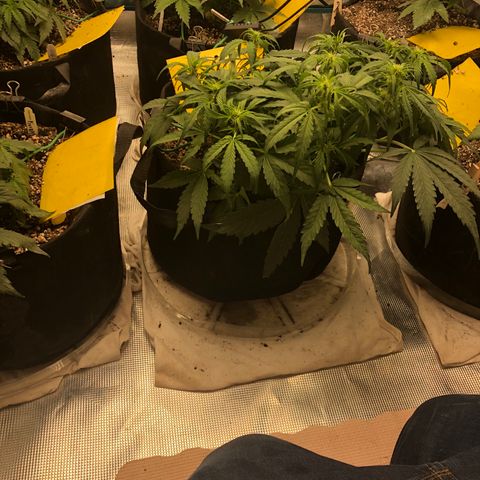 Blue Dream Auto growlog photo: 10:33 am looks good I think the main stem is starting to recover has a bit of bounce back on the leaves