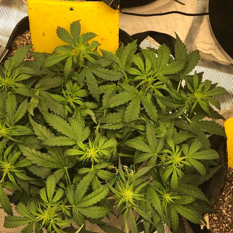 Blue Dream Auto growlog photo: 10:33 am looks good I think the main stem is starting to recover has a bit of bounce back on the leaves