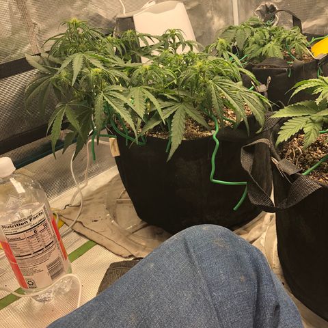 Blue Dream Auto growlog photo: 10:47 looks good needs water at lights up hard to tell if this top is growing more or not where it was broken