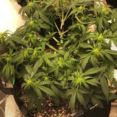 Blue Dream Auto growlog photo: 10:47 looks good needs water at lights up hard to tell if this top is growing more or not where it was broken