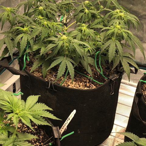 Blue Dream Auto growlog photo: 10:55 I am really j sure if that main top is healing at all or not 