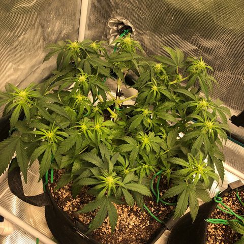 Blue Dream Auto growlog photo: 10:55 I am really j sure if that main top is healing at all or not 