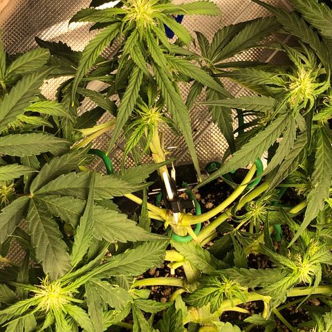 Blue Dream Auto growlog photo: 10:52 doing good still unsure if main broken top is growing or not was super light feeling got an extra 1000ml of just water 