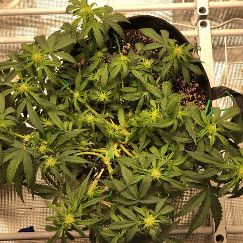 Blue Dream Auto growlog photo: 10:52 doing good still unsure if main broken top is growing or not was super light feeling got an extra 1000ml of just water 