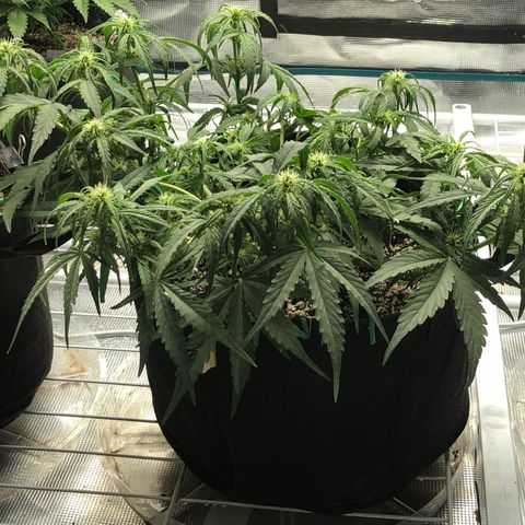 Blue Dream Auto growlog photo: 10:52 doing good still unsure if main broken top is growing or not was super light feeling got an extra 1000ml of just water 