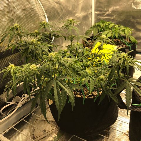 Blue Dream Auto growlog photo: Evened the canopy a bit and did kind of a lollipop/ heavy defoliation still not sure if the main top is alive or not. Rear one/ first break aight seems to have healed I think and is moving forward