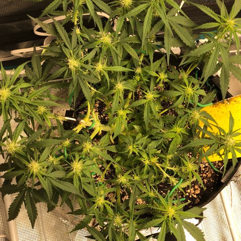 Blue Dream Auto growlog photo: Evened the canopy a bit and did kind of a lollipop/ heavy defoliation still not sure if the main top is alive or not. Rear one/ first break aight seems to have healed I think and is moving forward