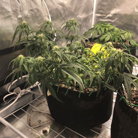 Blue Dream Auto growlog photo: 10:33 still unsure of main top rear top appears to be alive and responding to Lst again