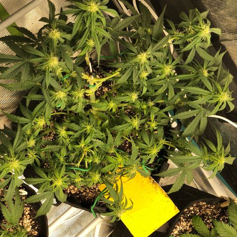 Blue Dream Auto growlog photo: 10:33 still unsure of main top rear top appears to be alive and responding to Lst again