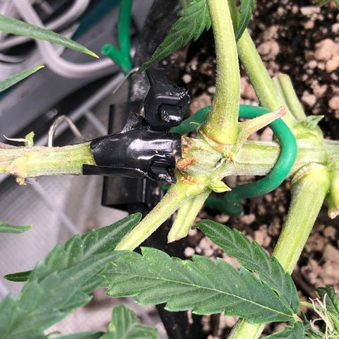 Blue Dream Auto growlog photo: Cut the zip tie and removed wood brace leaving like this I think. It is standing on its own 
