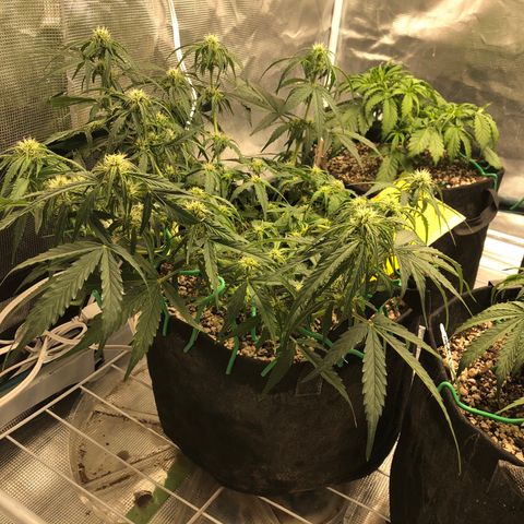 Blue Dream Auto growlog photo: 10:16 walked in this morning and tape and remaining zip tie were coming off so I gently took it off this’d is what’s under. It is clearly healing  and glad I cut the zip tie because we can it was restricting it a lot. 