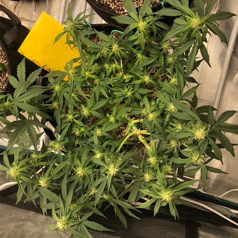 Blue Dream Auto growlog photo: 10:16 walked in this morning and tape and remaining zip tie were coming off so I gently took it off this’d is what’s under. It is clearly healing  and glad I cut the zip tie because we can it was restricting it a lot. 