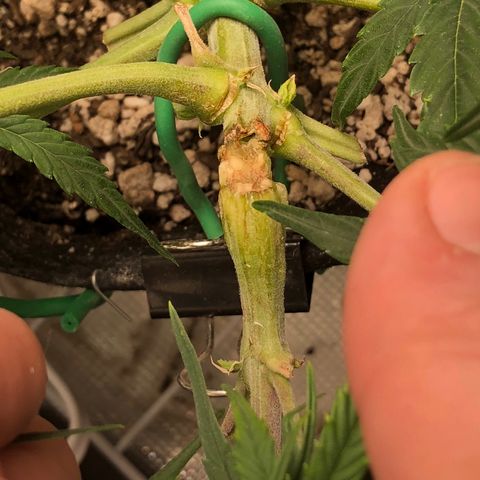 Blue Dream Auto growlog photo: 10:16 walked in this morning and tape and remaining zip tie were coming off so I gently took it off this’d is what’s under. It is clearly healing  and glad I cut the zip tie because we can it was restricting it a lot. 