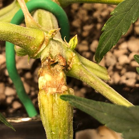 Blue Dream Auto growlog photo: 10:16 walked in this morning and tape and remaining zip tie were coming off so I gently took it off this’d is what’s under. It is clearly healing  and glad I cut the zip tie because we can it was restricting it a lot. 