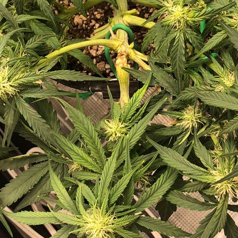 Blue Dream Auto growlog photo: 10:16 walked in this morning and tape and remaining zip tie were coming off so I gently took it off this’d is what’s under. It is clearly healing  and glad I cut the zip tie because we can it was restricting it a lot. 