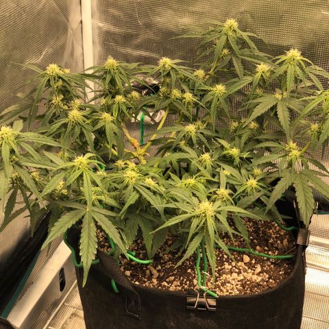 Blue Dream Auto growlog photo: 10:51 looks really good I think I see buds starting to stack and bulk up even in the main stem i think looks good and starting to smell good too