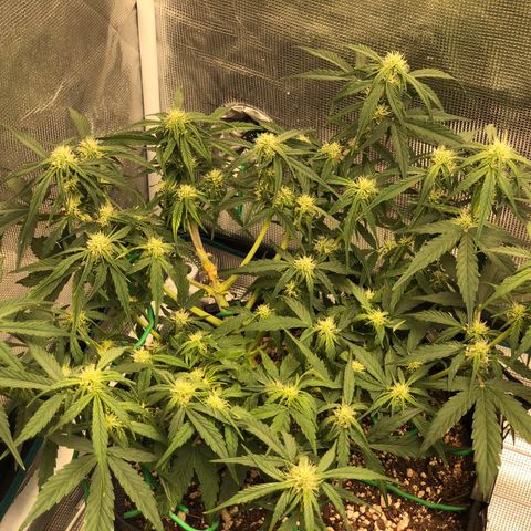 Blue Dream Auto growlog photo: 10:51 looks really good I think I see buds starting to stack and bulk up even in the main stem i think looks good and starting to smell good too