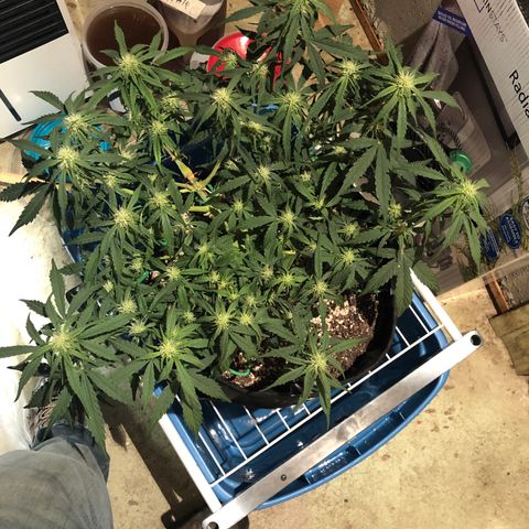 Blue Dream Auto growlog photo: 5:50 pre flush