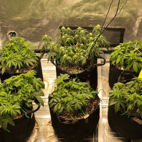 Blue Dream Auto growlog photo: Group photo 2 younglings both far right 