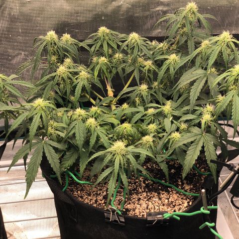 Blue Dream Auto growlog photo: 10:55 morning after flush looks amazing can positively see growth in main top and colas starting to stack feel like I should remove all bud sites from the mid. Shall consult the forums lol