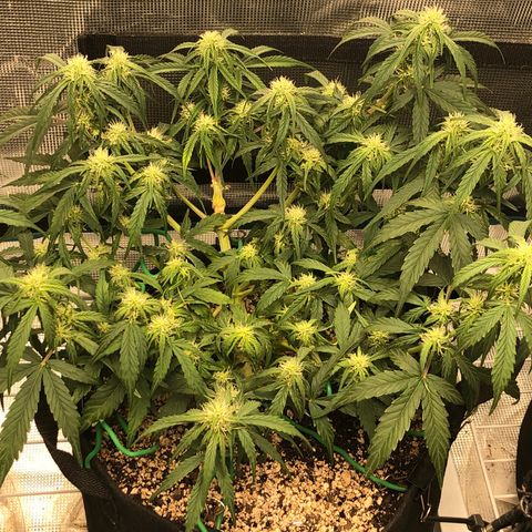 Blue Dream Auto growlog photo: 10:55 morning after flush looks amazing can positively see growth in main top and colas starting to stack feel like I should remove all bud sites from the mid. Shall consult the forums lol