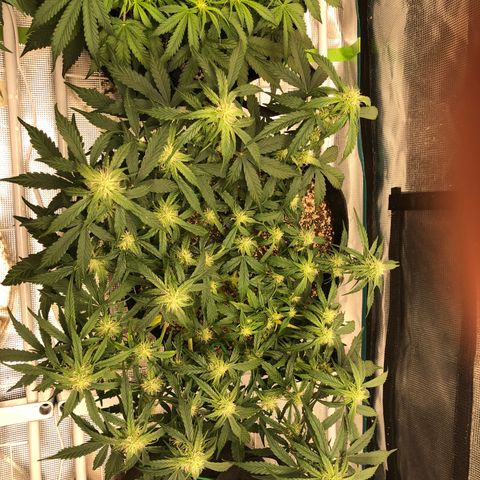 Blue Dream Auto growlog photo: 10:56 looks massive and smells amazing 