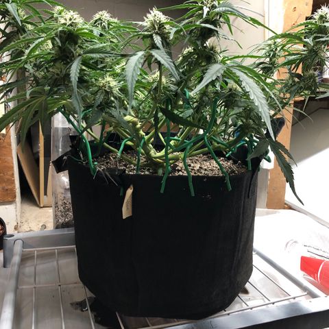 Blue Dream Auto growlog photo: Lollipop