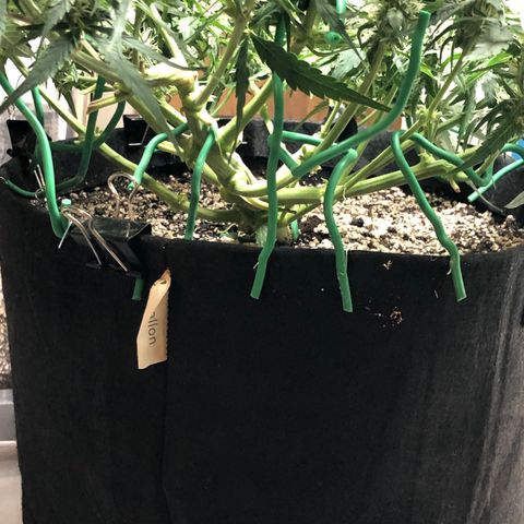 Blue Dream Auto growlog photo: Lollipop