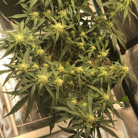 Blue Dream Auto growlog photo: 10:56 colas are stacking up now getting fatter love it.