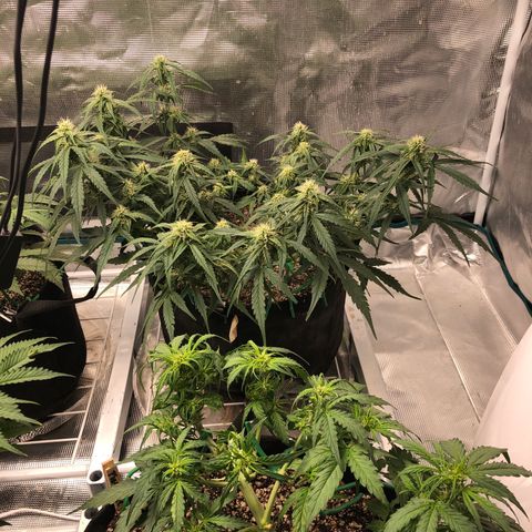 Blue Dream Auto growlog photo: 10:56 colas are stacking up now getting fatter love it.