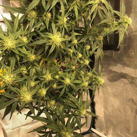 Blue Dream Auto growlog photo: 10:34 am looks fucking great buds are stacking up leaves getting frosty and smells amazing I’m so fucking excited