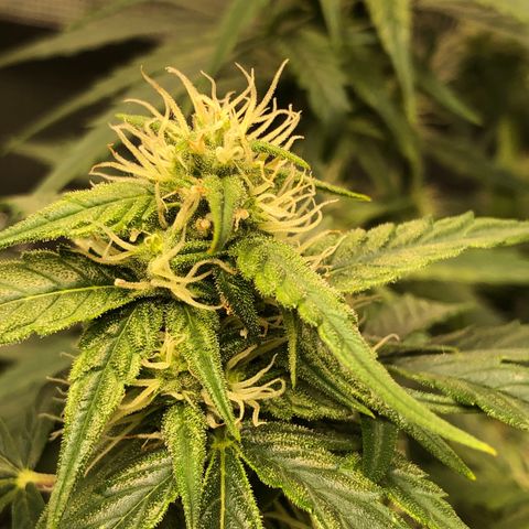 Blue Dream Auto growlog photo: 10:34 am looks fucking great buds are stacking up leaves getting frosty and smells amazing I’m so fucking excited
