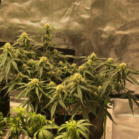 Blue Dream Auto growlog photo: 10:34 am looks fucking great buds are stacking up leaves getting frosty and smells amazing I’m so fucking excited