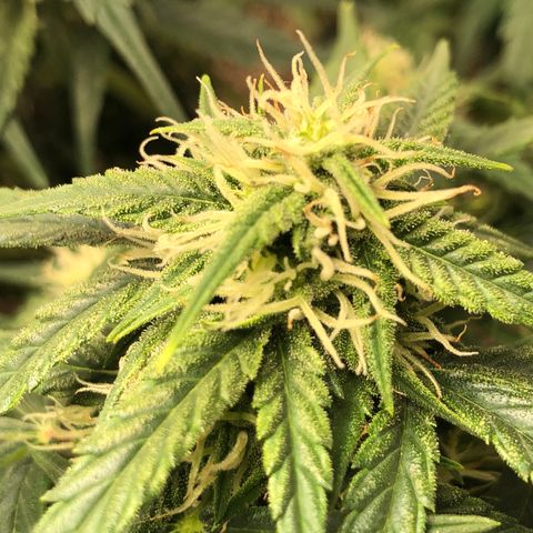 Blue Dream Auto growlog photo: 10:34 am looks fucking great buds are stacking up leaves getting frosty and smells amazing I’m so fucking excited