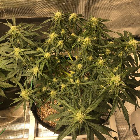 Blue Dream Auto growlog photo: 10:48 looks really good colas stacking nicely starting to look the buds we’re used to