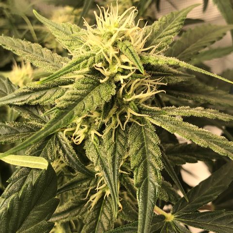 Blue Dream Auto growlog photo: 10:48 looks really good colas stacking nicely starting to look the buds we’re used to