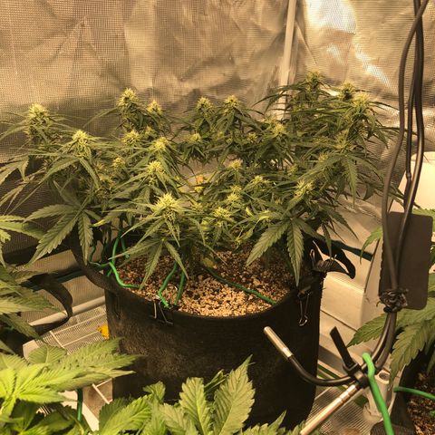 Blue Dream Auto growlog photo: 10:48 looks really good colas stacking nicely starting to look the buds we’re used to