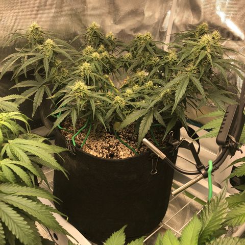 Blue Dream Auto growlog photo: 10:37 am looks great no concerns except that PH